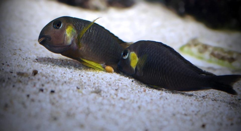 Tropheus sp. 'lukuga' Kabimba